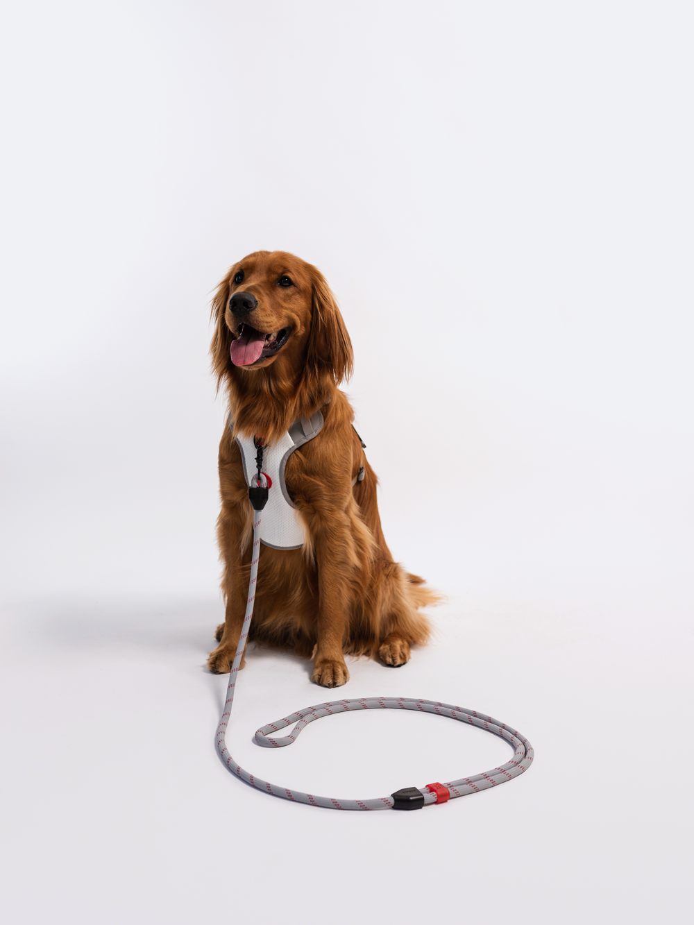 RIFRUF Commuter Harness Leash Set for Dogs