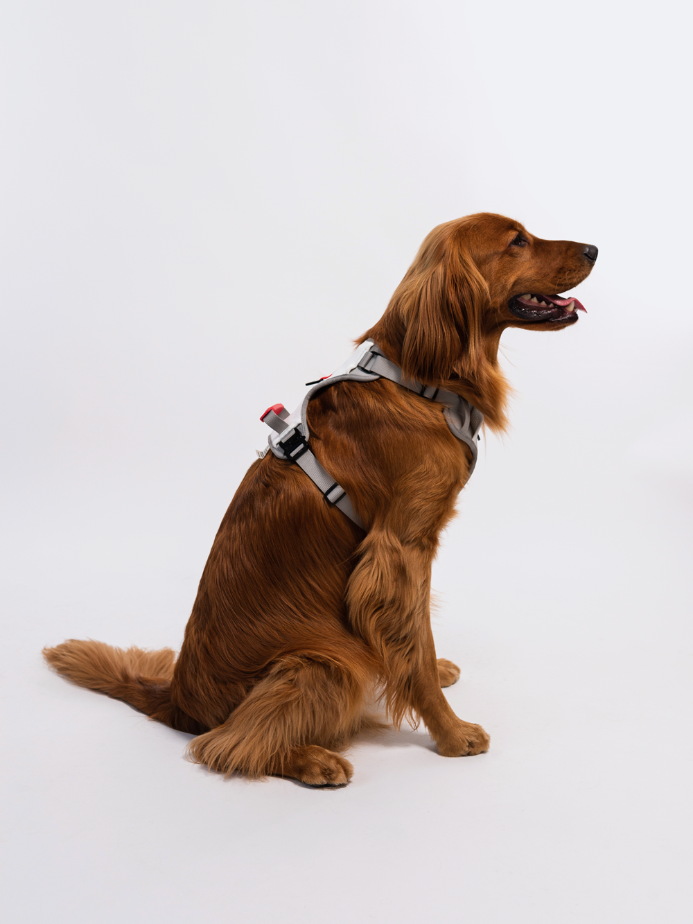 Commuter Harness