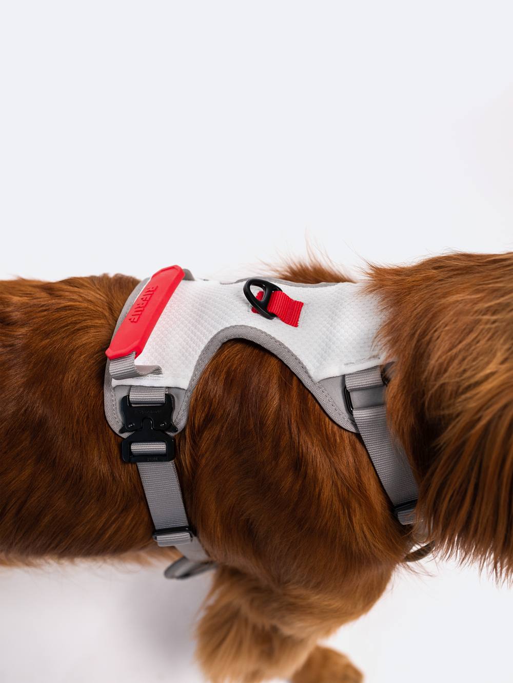 Gooby pioneer dog sales harness