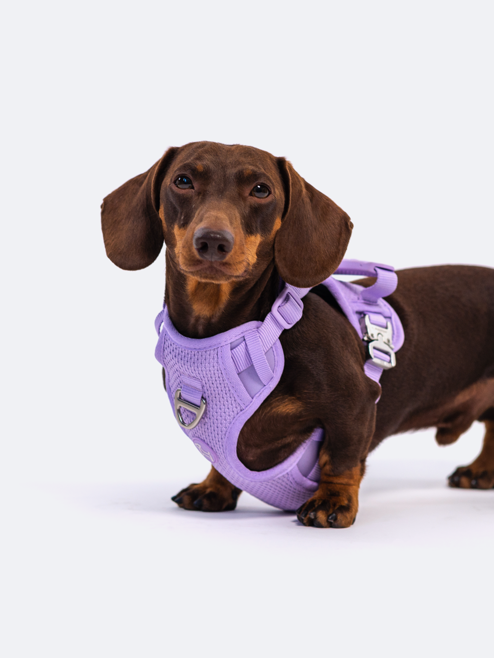 Commuter Harness