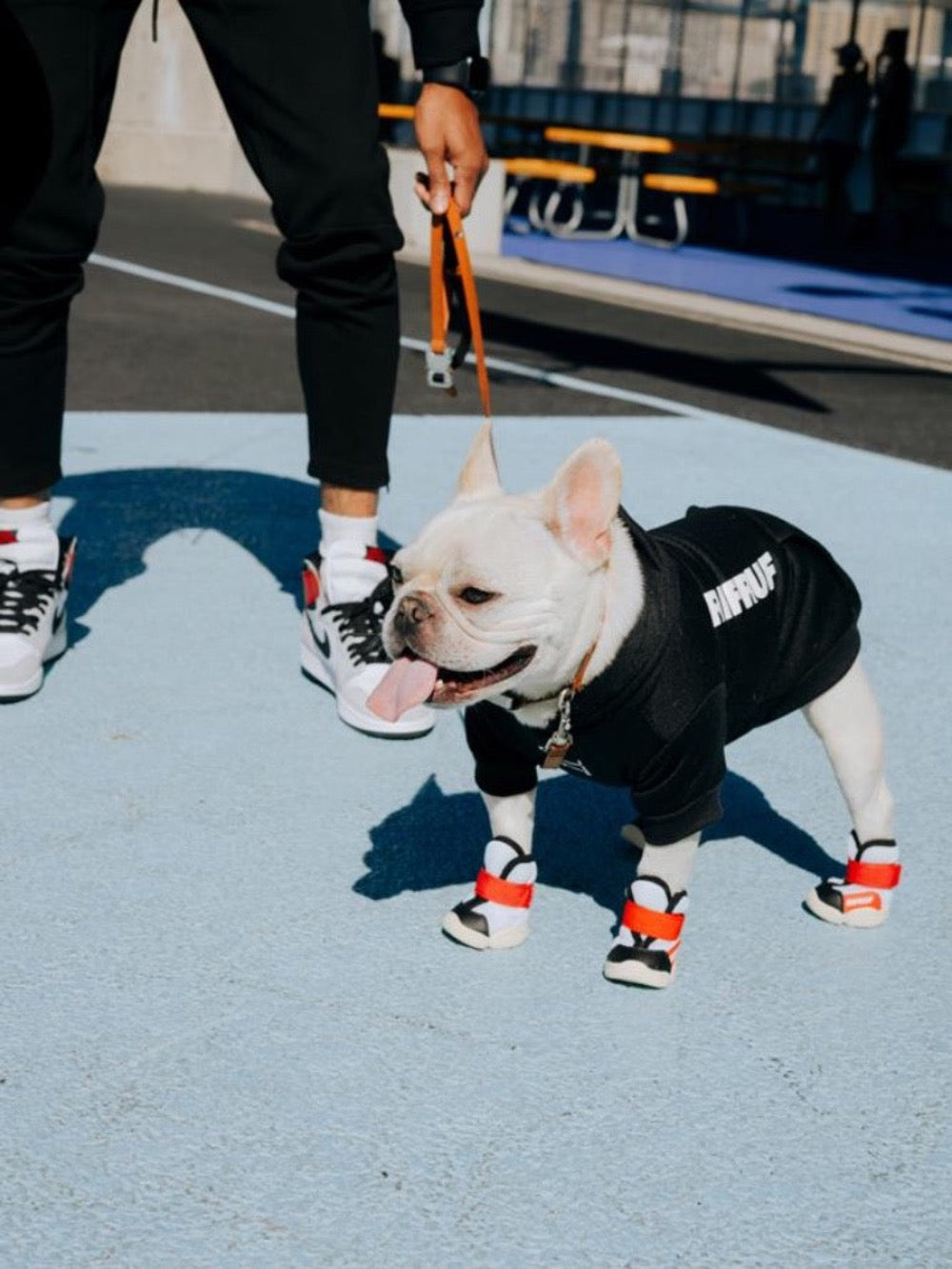 RIFRUF Caesar 1S Borough Dog Shoes French Bull Dog in Basketball Court 