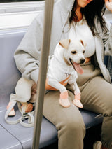 RIFRUF Caesar 1 Blush with Chihuahua In Subway Train
