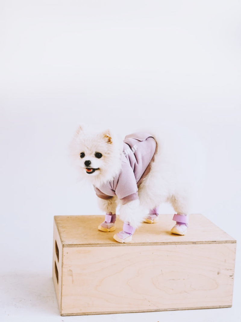 RIFRUF Caesar 1 Taro with Pomeranian in Studiio