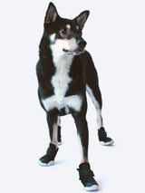 Black Shiba Inu Wearing Black RIFRUF Caesar 1 in Studio