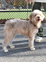 Poodle Wearing Bone RIFRUF Caesar 1 Dog Shoes Outside Near Fence