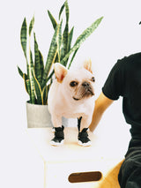 RIFRUF Caesar 1 Black with French Bull Dog In Studio