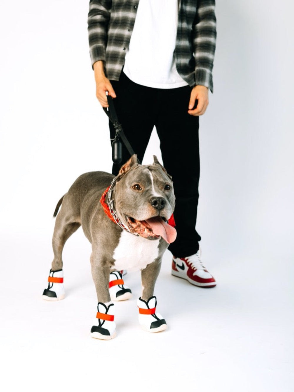 RIFRUF Caesar 1S Borough Dog Shoes in Studio With Pit Bull